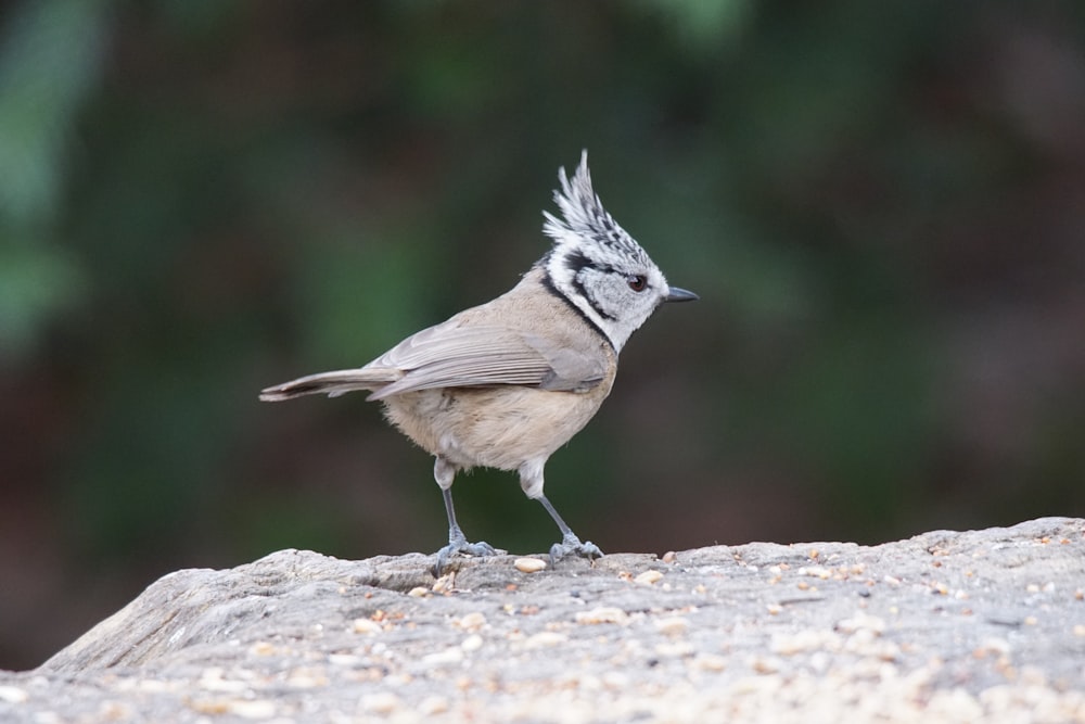 a small bird standing on top of a rock