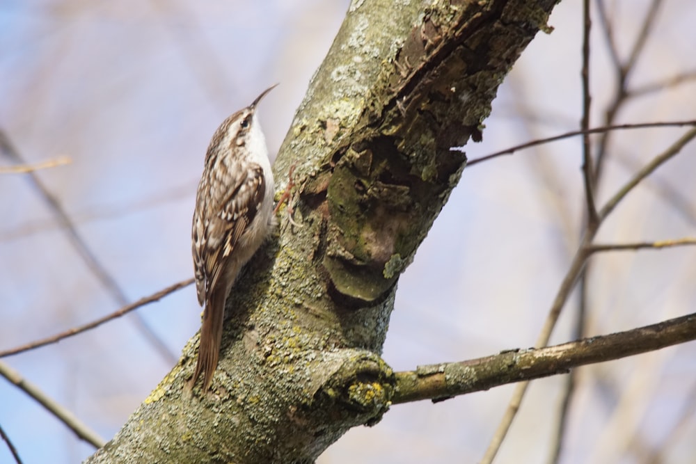 a bird is perched on a tree branch