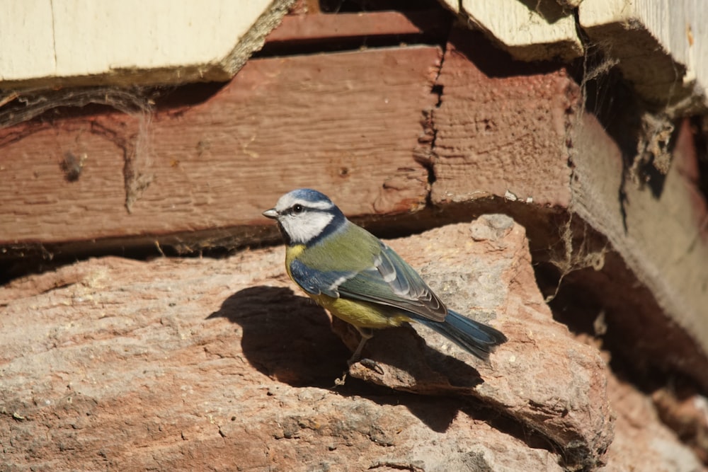 a small blue bird sitting on top of a rock