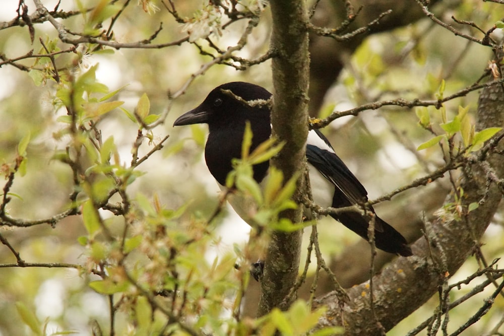 a black bird sitting on top of a tree branch