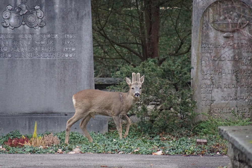 a deer that is standing in the grass