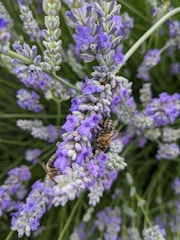 Close-up of a lavender field with bees collecting nectar.