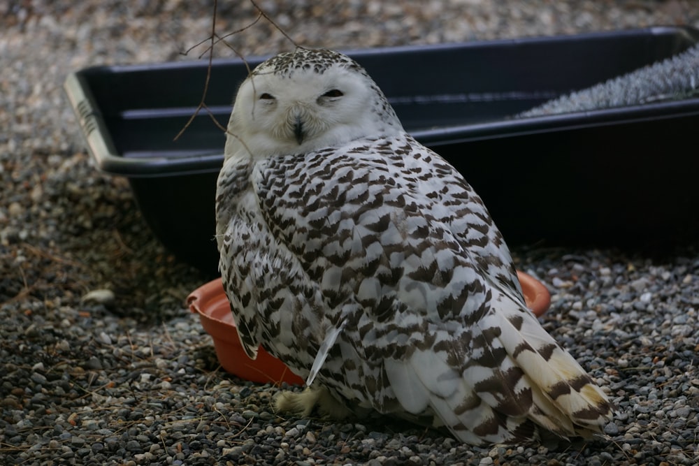 a white and brown owl sitting on top of a bowl