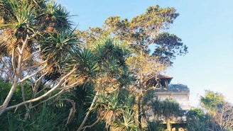 A house partially obscured by dense tropical vegetation featuring tall trees and plants with spiky leaves. The house is painted white and has a balcony. The sky is clear with a light blue color, indicating a sunny day.