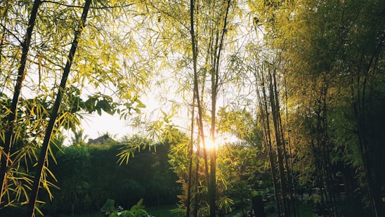 A serene bamboo grove bathed in soft morning light, symbolizing growth and calm.