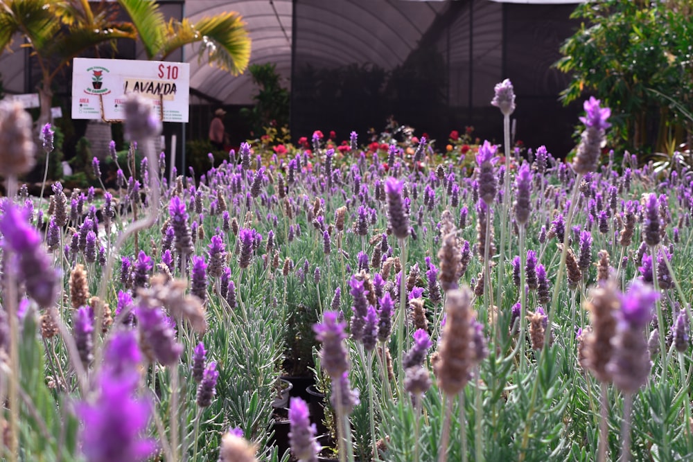 a field of purple flowers with a sign in the background