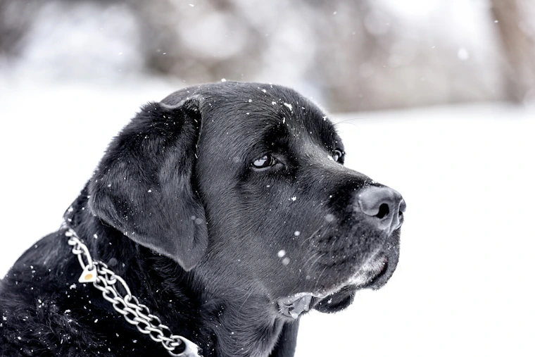 a black dog with a chain around its neck