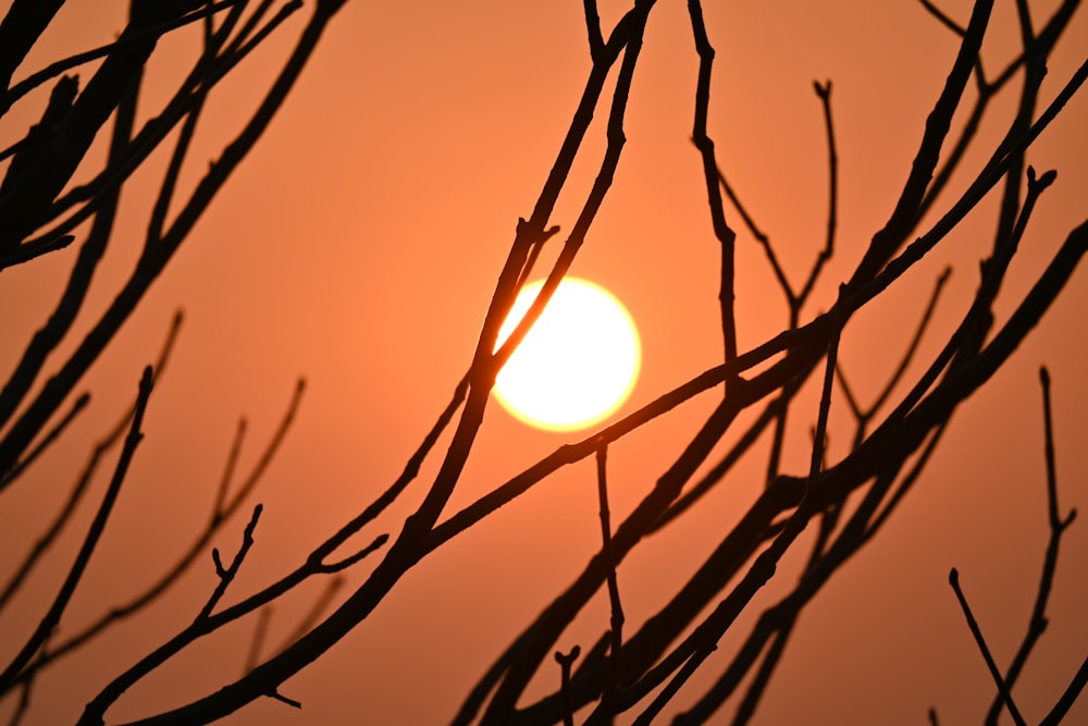 the sun is setting behind the branches of a tree