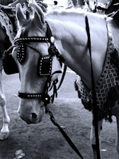 A horse is adorned with decorative harnesses and a decorative saddle blanket, standing on a paved area. The intricate details of the tack include metal studs and ornate fabric.