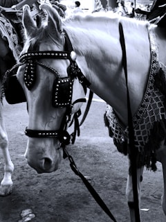 A beautiful horse adorned with a stylish saddle and gear.