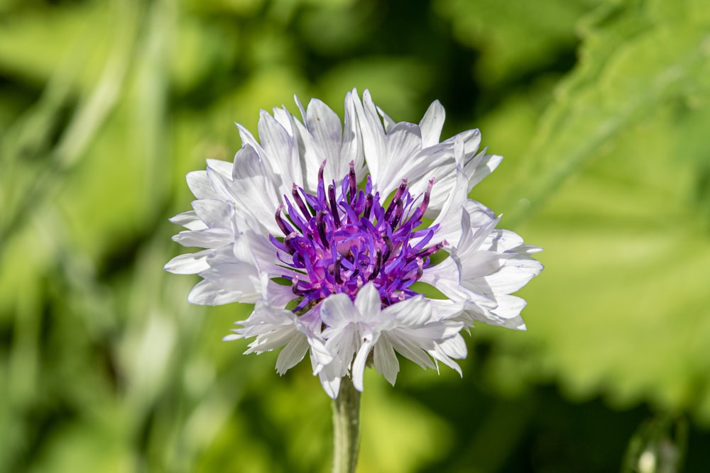 a purple and white flower with green leaves in the background