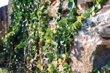 An exterior wall featuring textured stone panels with climbing ivy.