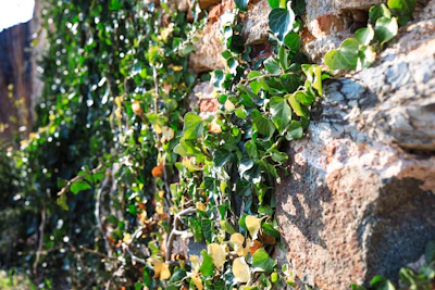 An exterior wall featuring textured stone panels with climbing ivy.