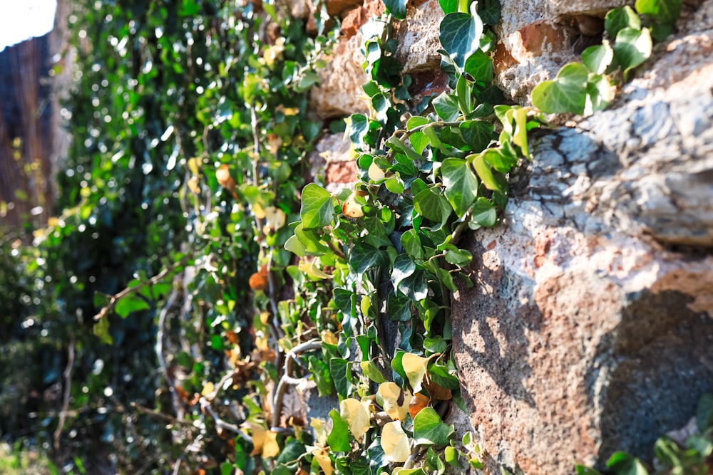 덩굴과 나뭇잎으로 덮인 벽돌 벽