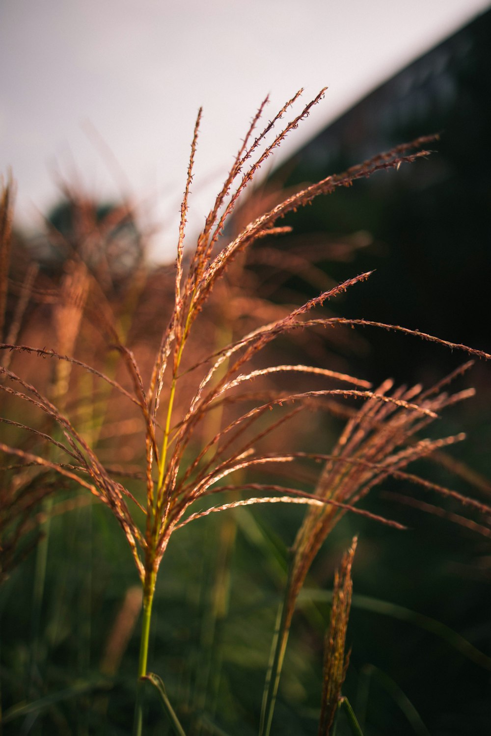 a close up of a plant with a sky in the background