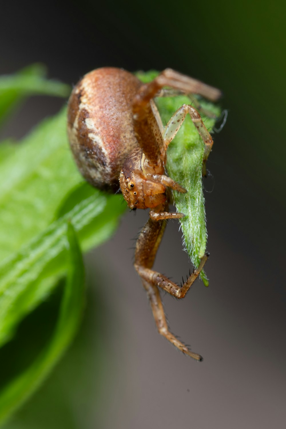 a close up of a spider on a leaf