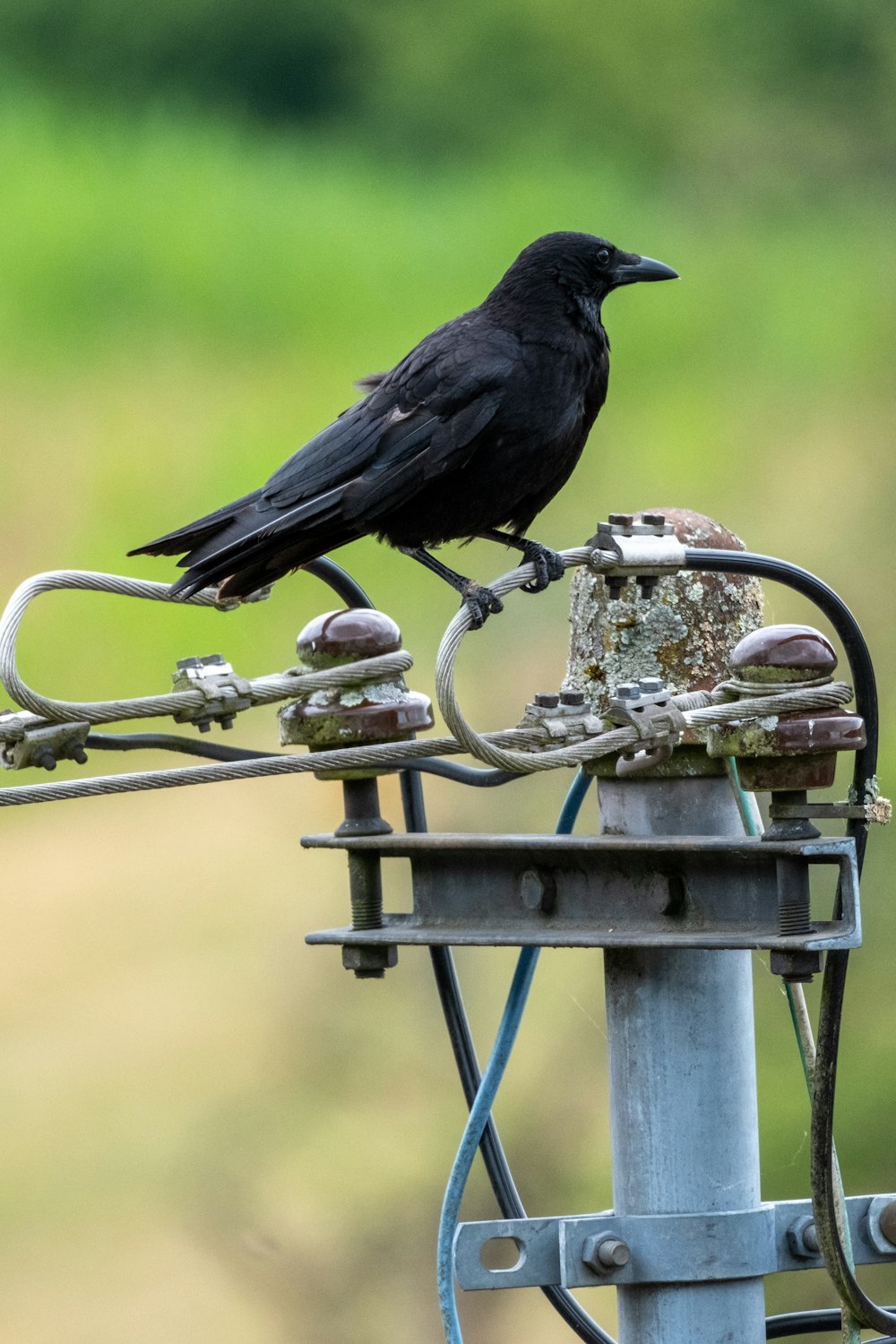 a black bird sitting on top of a metal pole