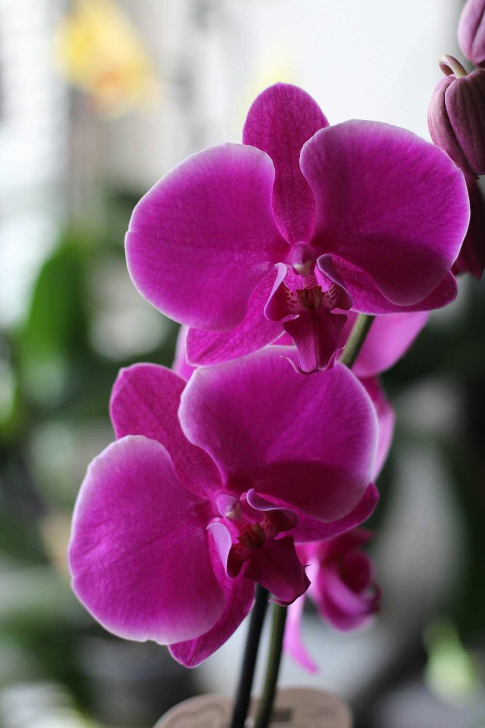 a close up of a purple flower in a vase