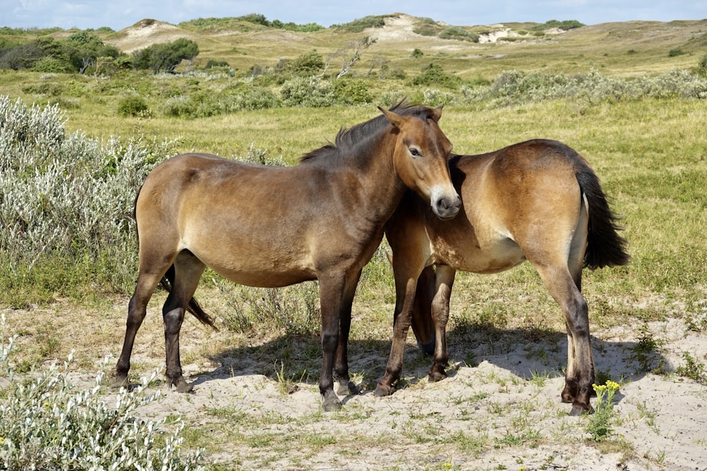 um par de cavalos marrons em cima de um campo coberto de grama