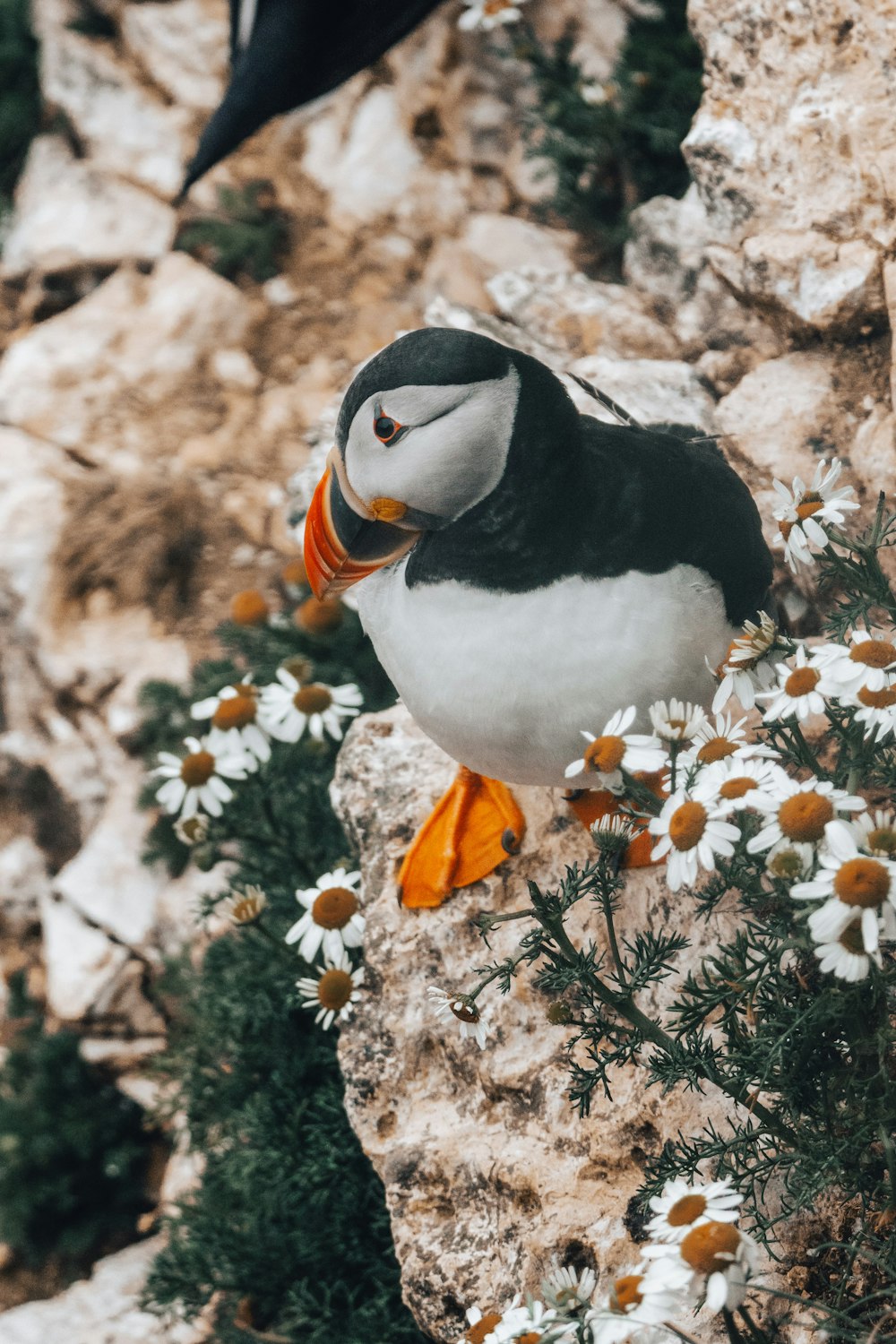 a puffy bird perched on a rock with flowers