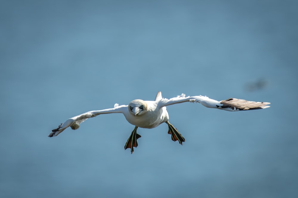 a white bird flying through a blue sky