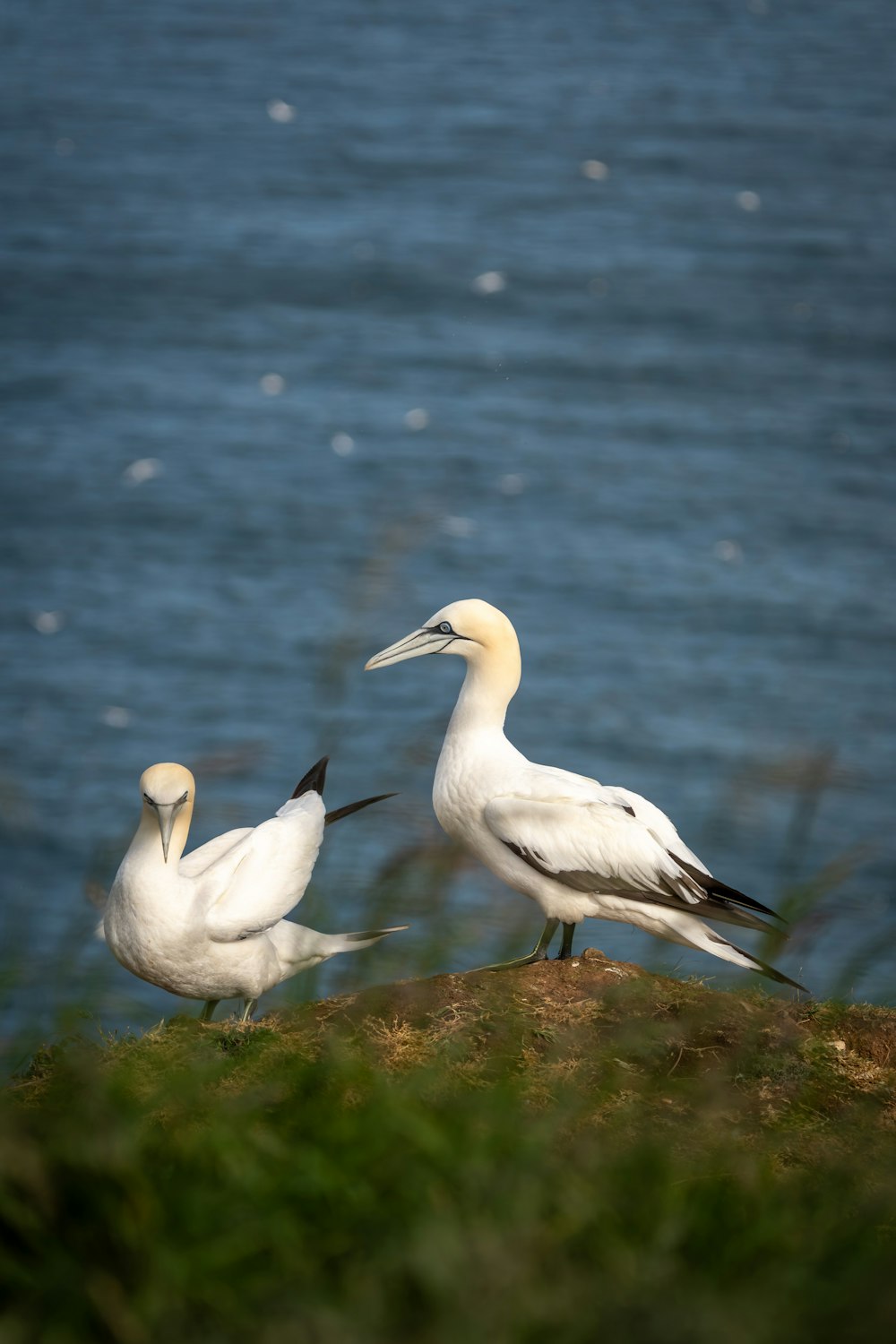 a couple of birds standing on top of a grass covered hill