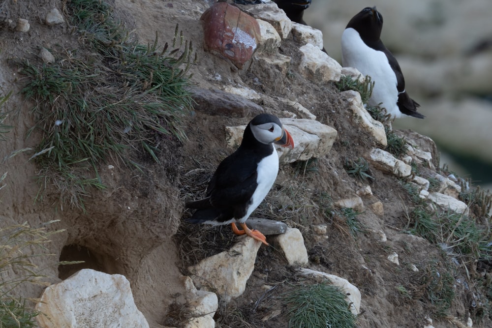 a group of birds sitting on top of a rocky cliff