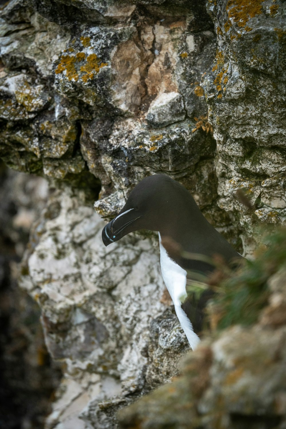 um pássaro preto e branco sentado em uma rocha