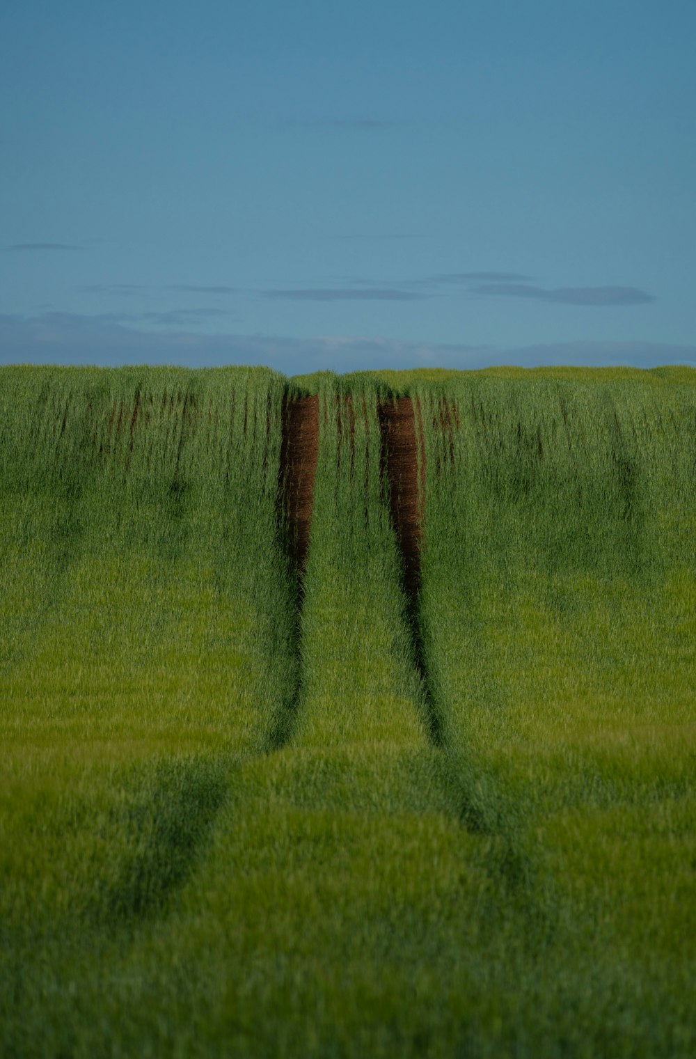 a field of green grass with a blue sky in the background