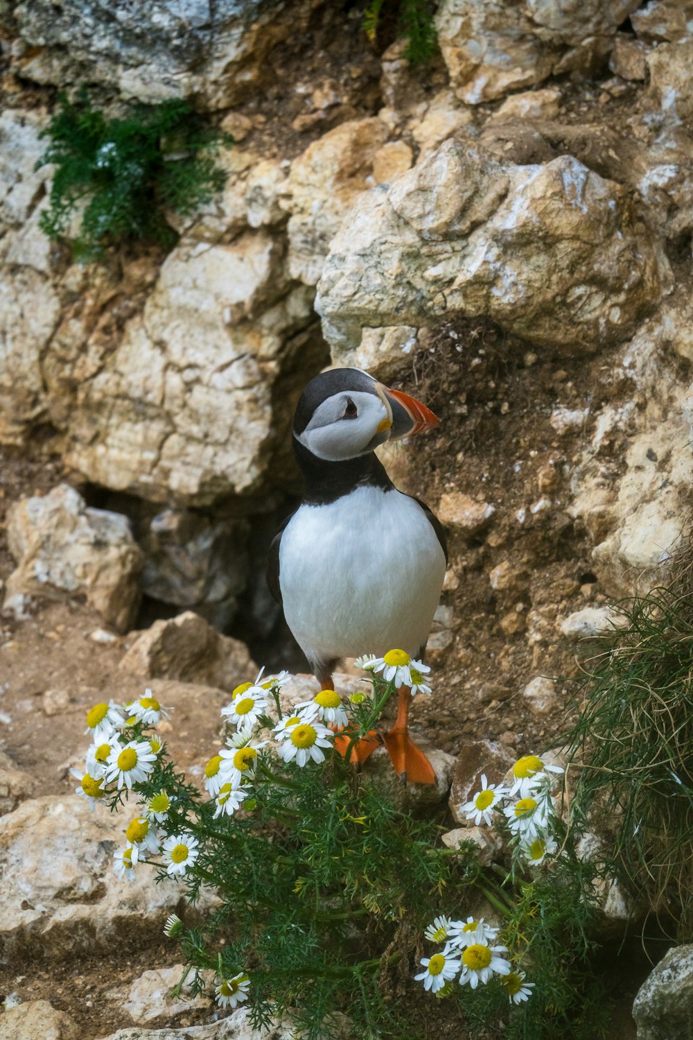 a bird sitting on top of a rock next to flowers
