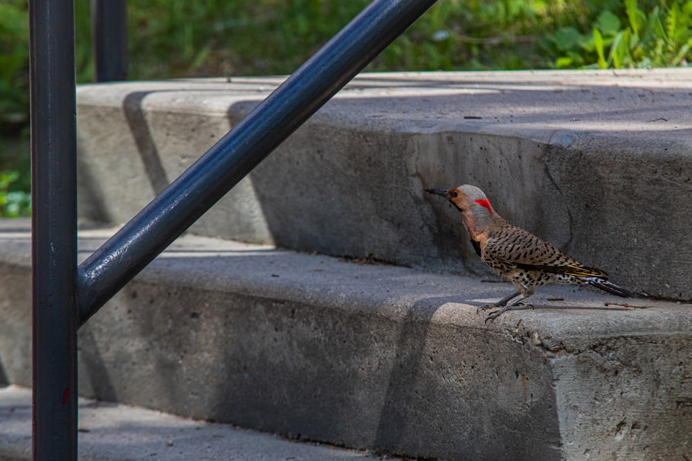 a bird is standing on a set of stairs