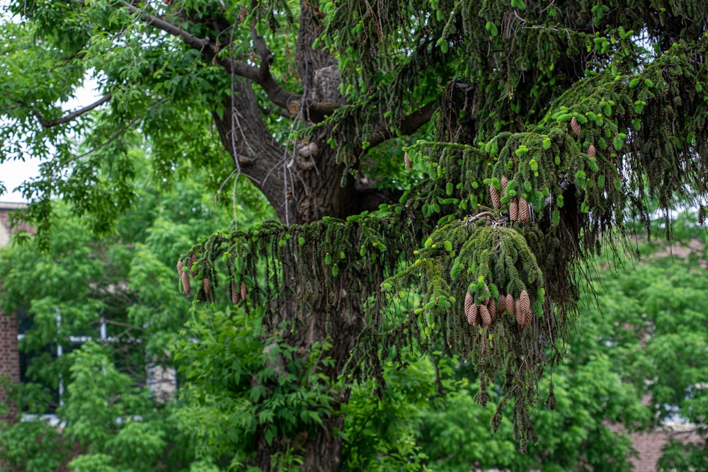 a large tree with lots of green leaves