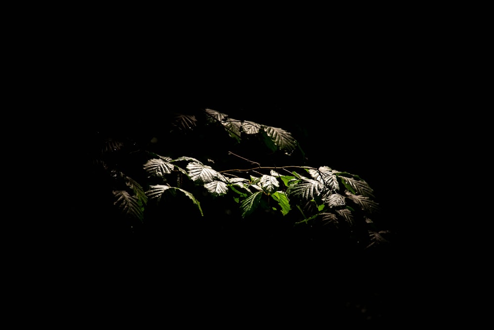 um grupo de plantas verdes no escuro