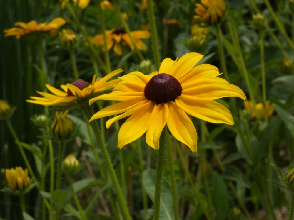 a close up of a yellow flower in a field