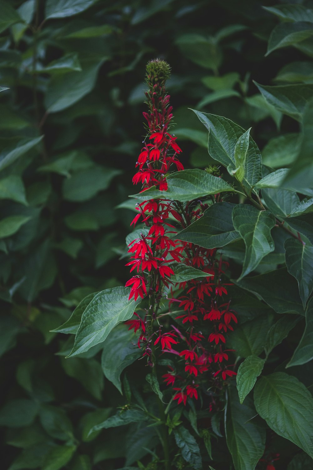 a red flower with green leaves in the background