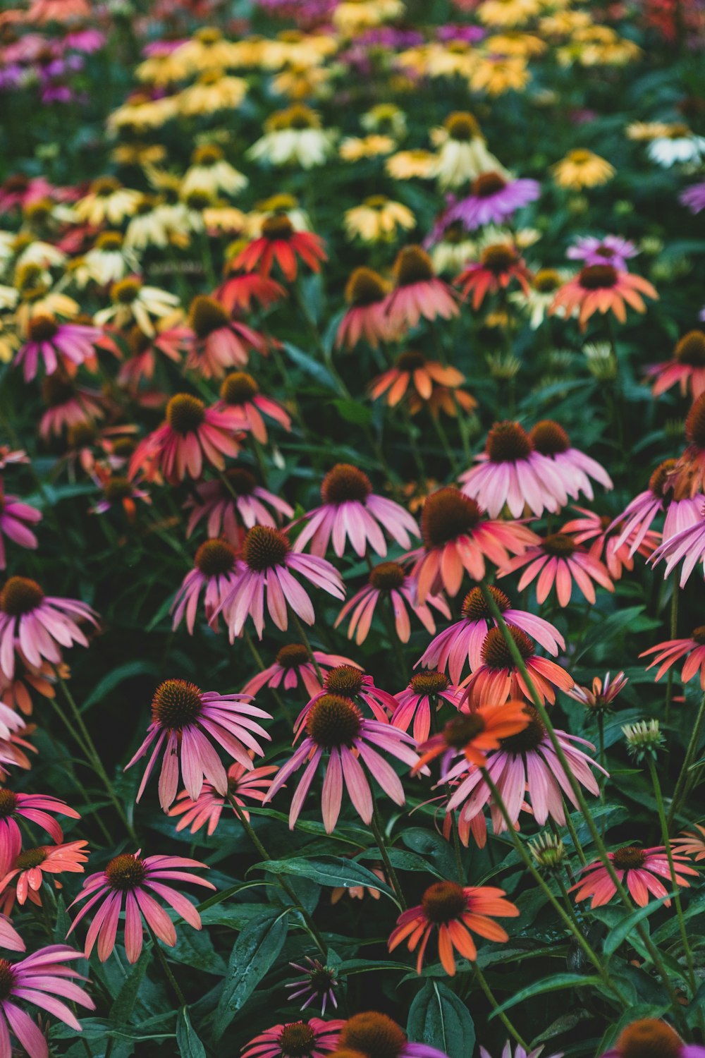 a field full of pink and yellow flowers