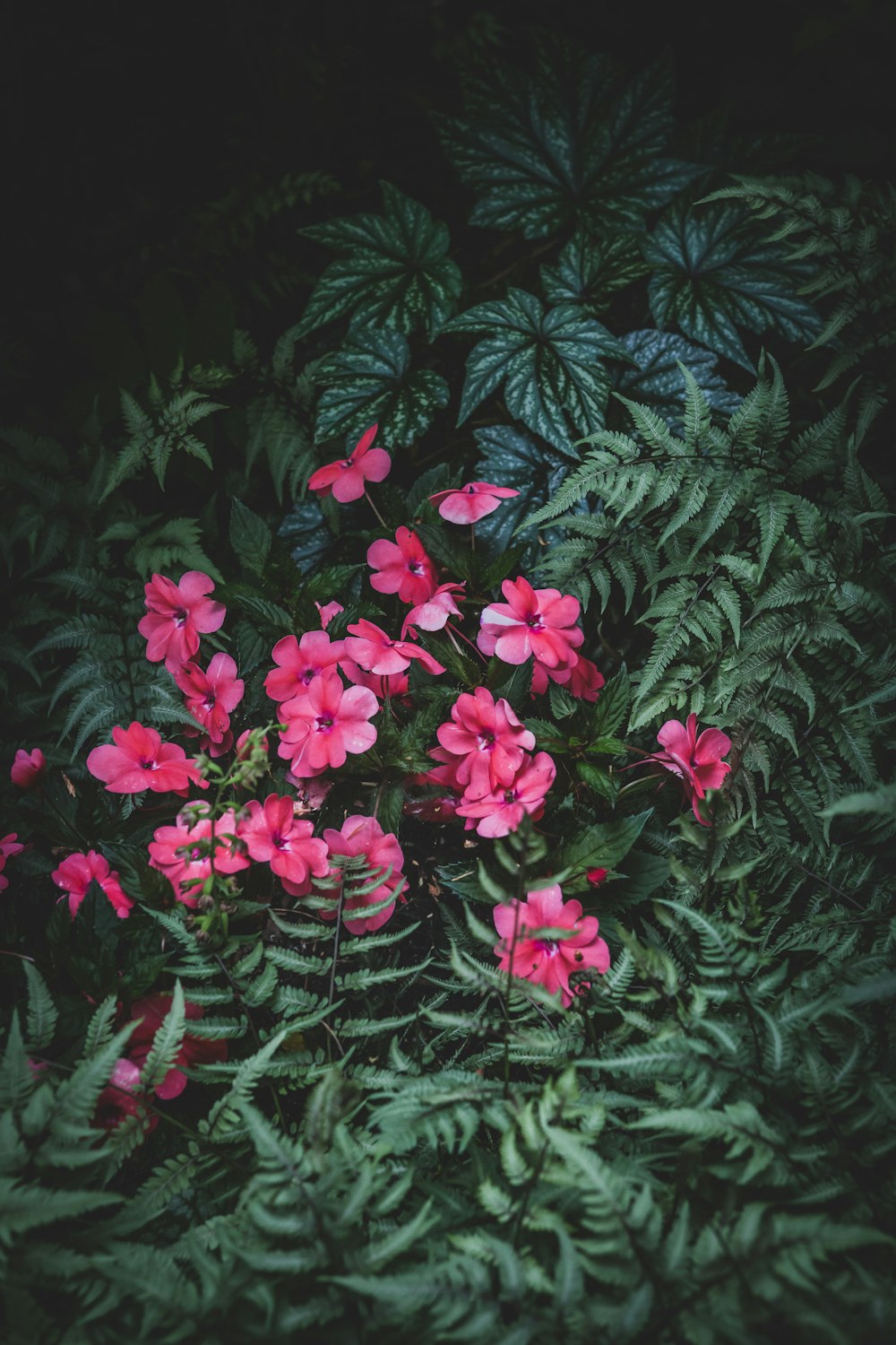 a bunch of flowers that are in the grass