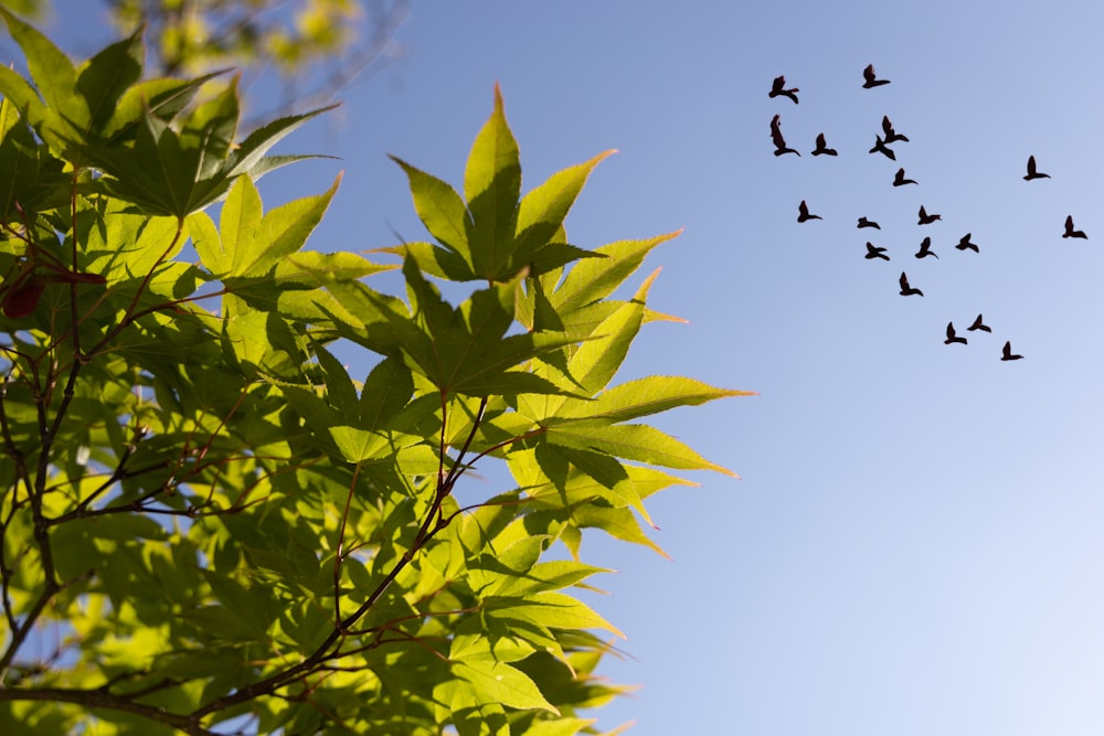 a flock of birds flying through a blue sky