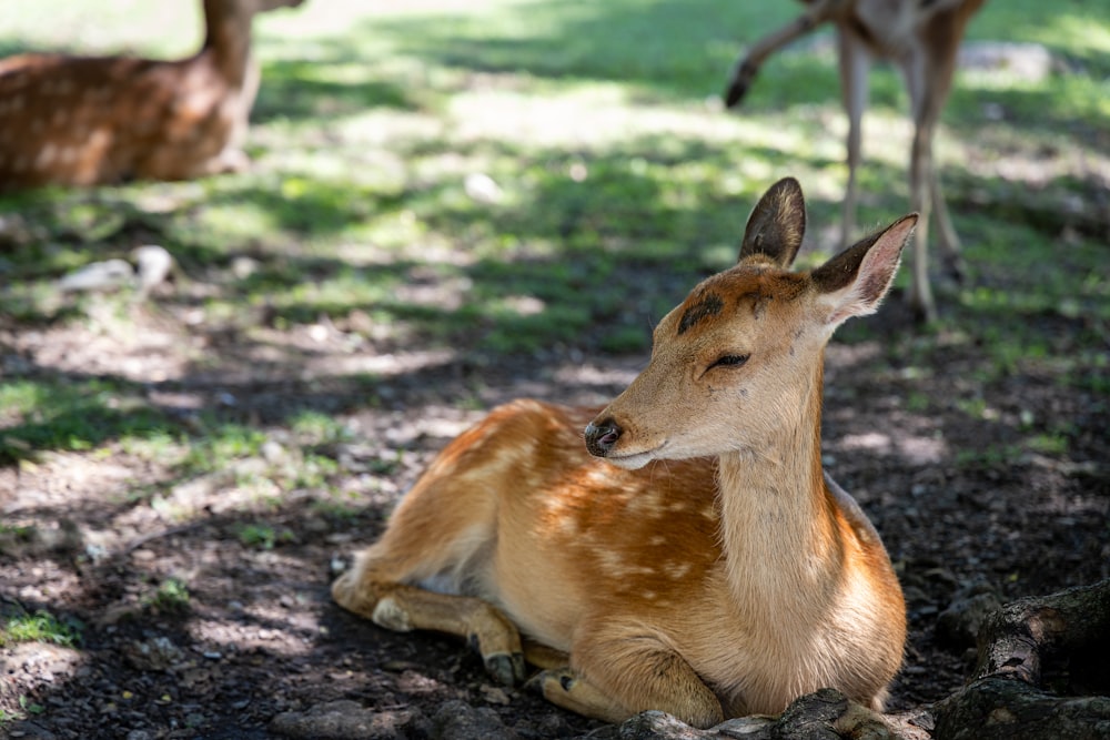 a deer laying down in the shade of a tree
