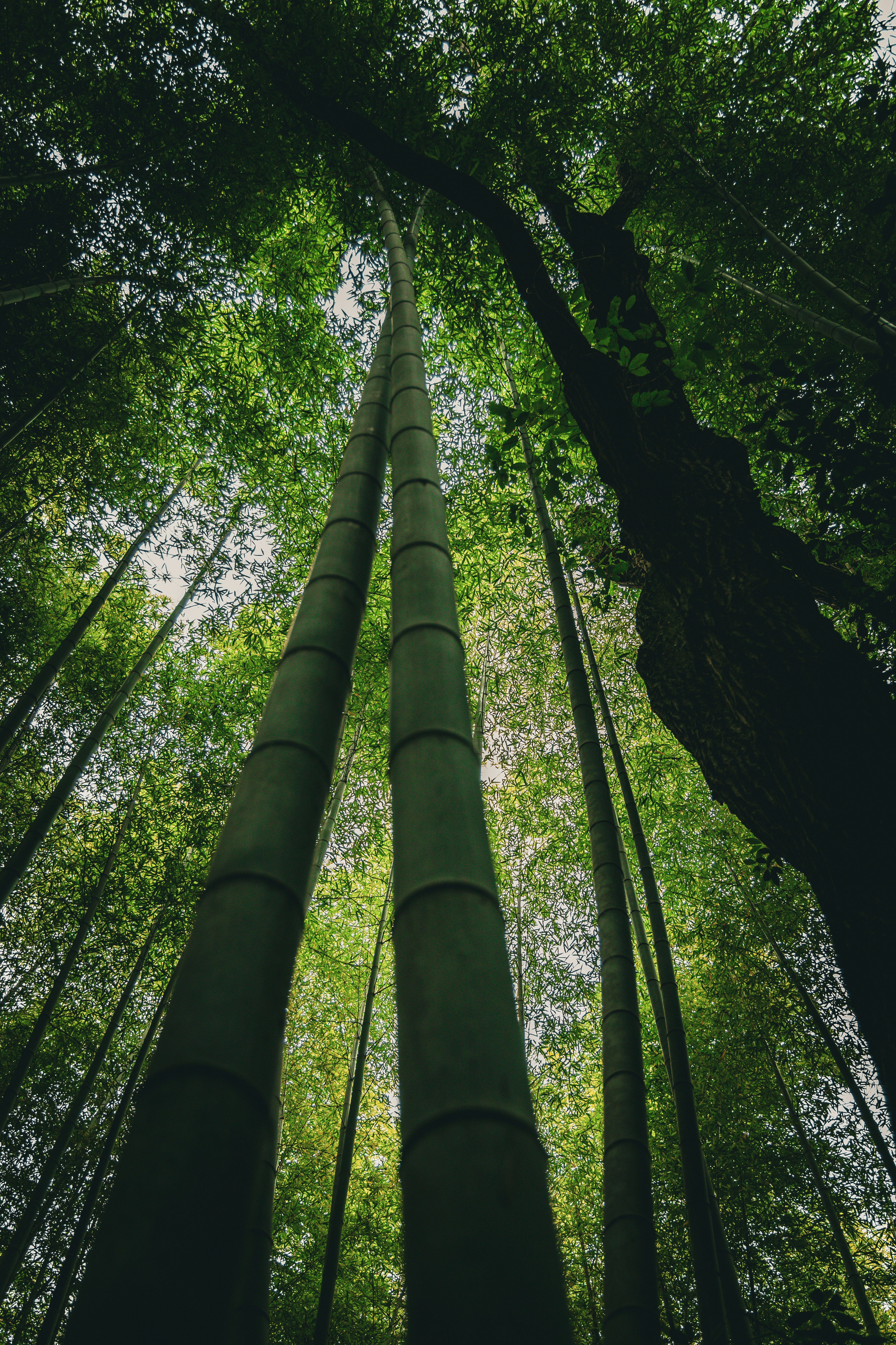 A group of tall bamboo trees in a forest photo – Free Forest tree Image ...