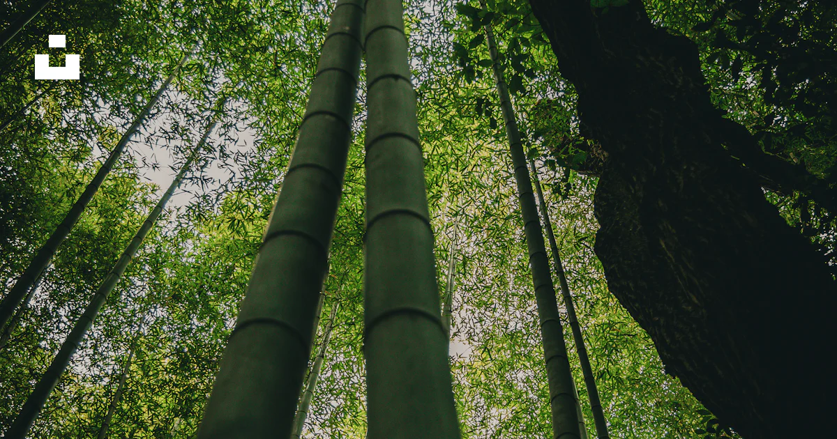 Bambu Rise Tree A group of tall bamboo trees in a forest photo – Free Forest tree Image ...