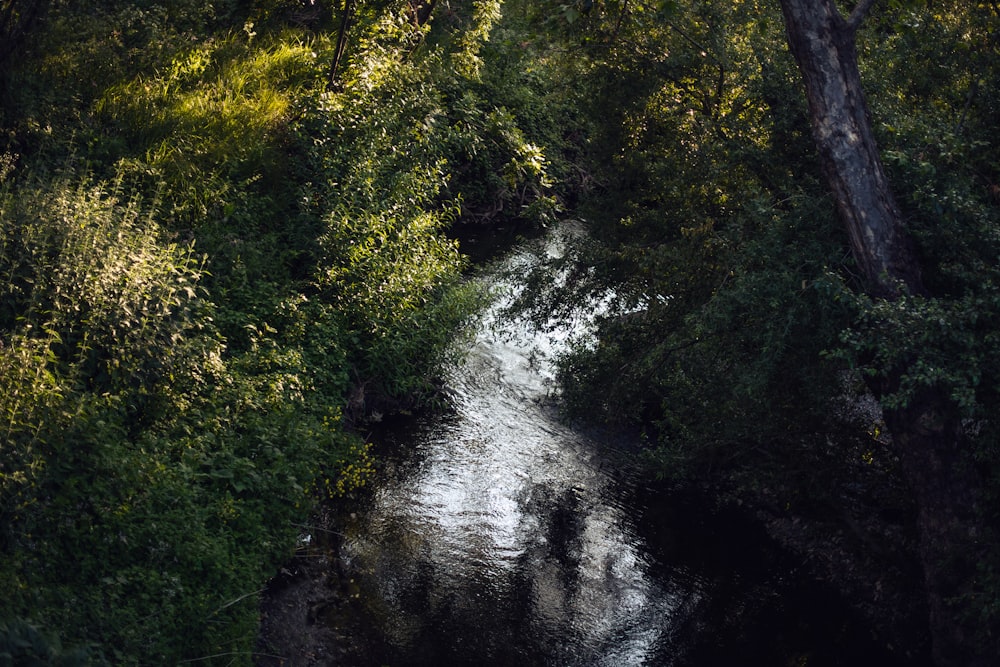 a river running through a lush green forest