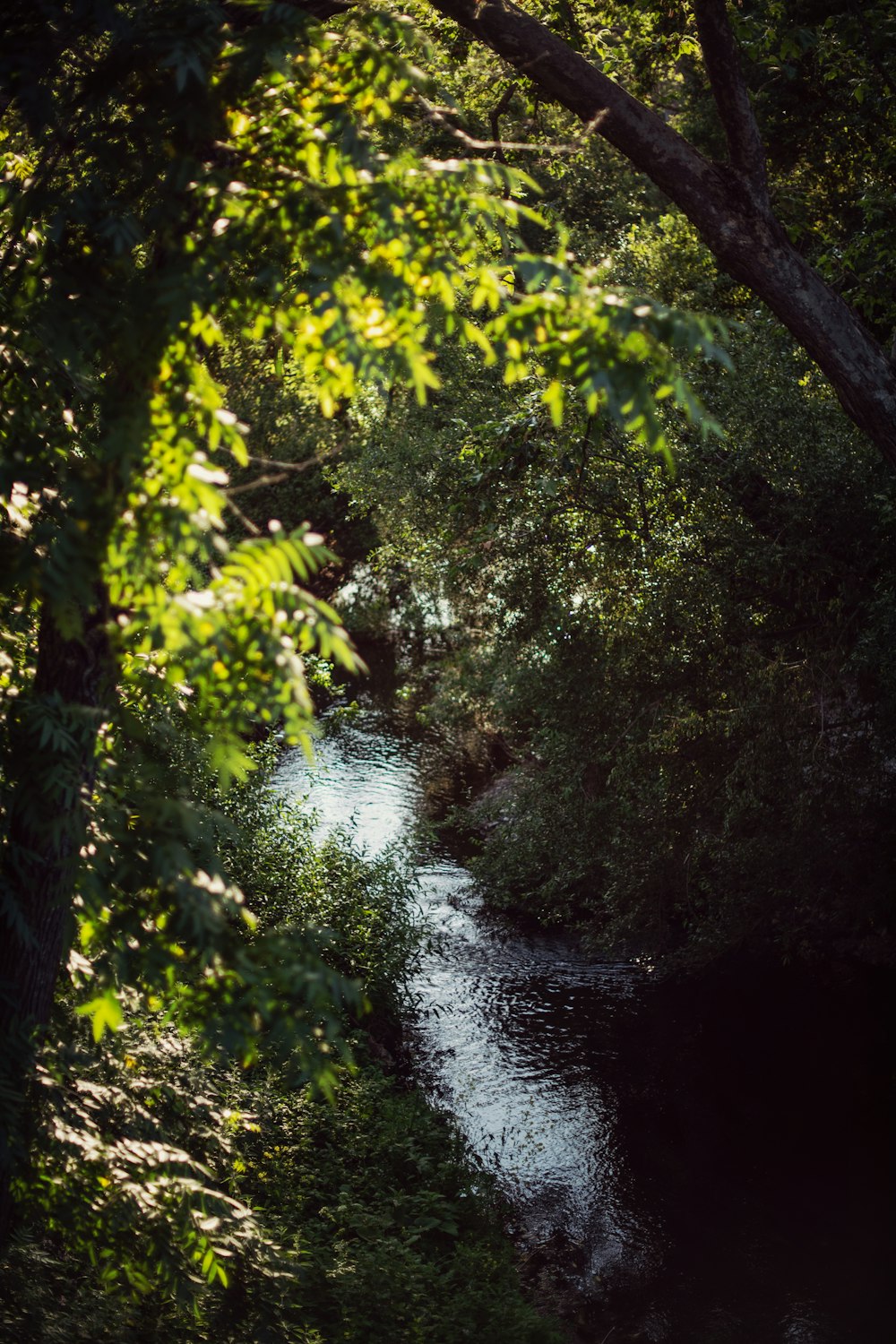 a river running through a lush green forest