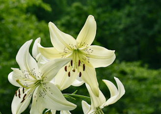 Elegant white lilies blooming gracefully against a blurred green garden background