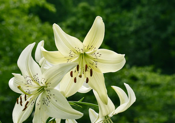 Elegant white lilies blooming gracefully against a blurred green garden background