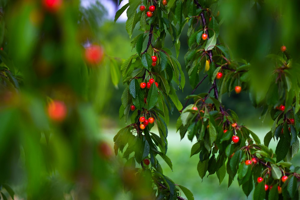 a tree filled with lots of red berries