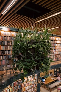 A hanging indoor plant installation with lush green foliage is positioned in front of a large bookshelf filled with a diverse range of books. The setting resembles a library or study space, with a wooden ceiling and a table where people are seen working on laptops and reading.