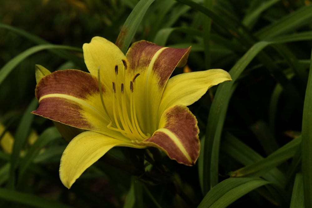 a close up of a yellow and red flower