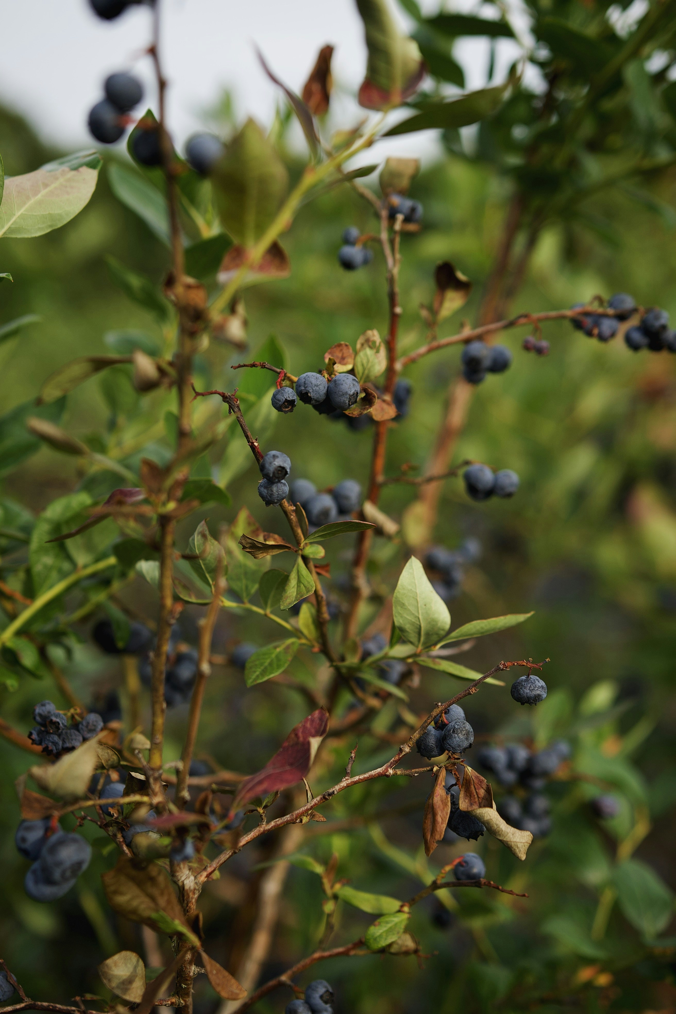 Choose from a curated selection of fruits photos. Always free on Unsplash.