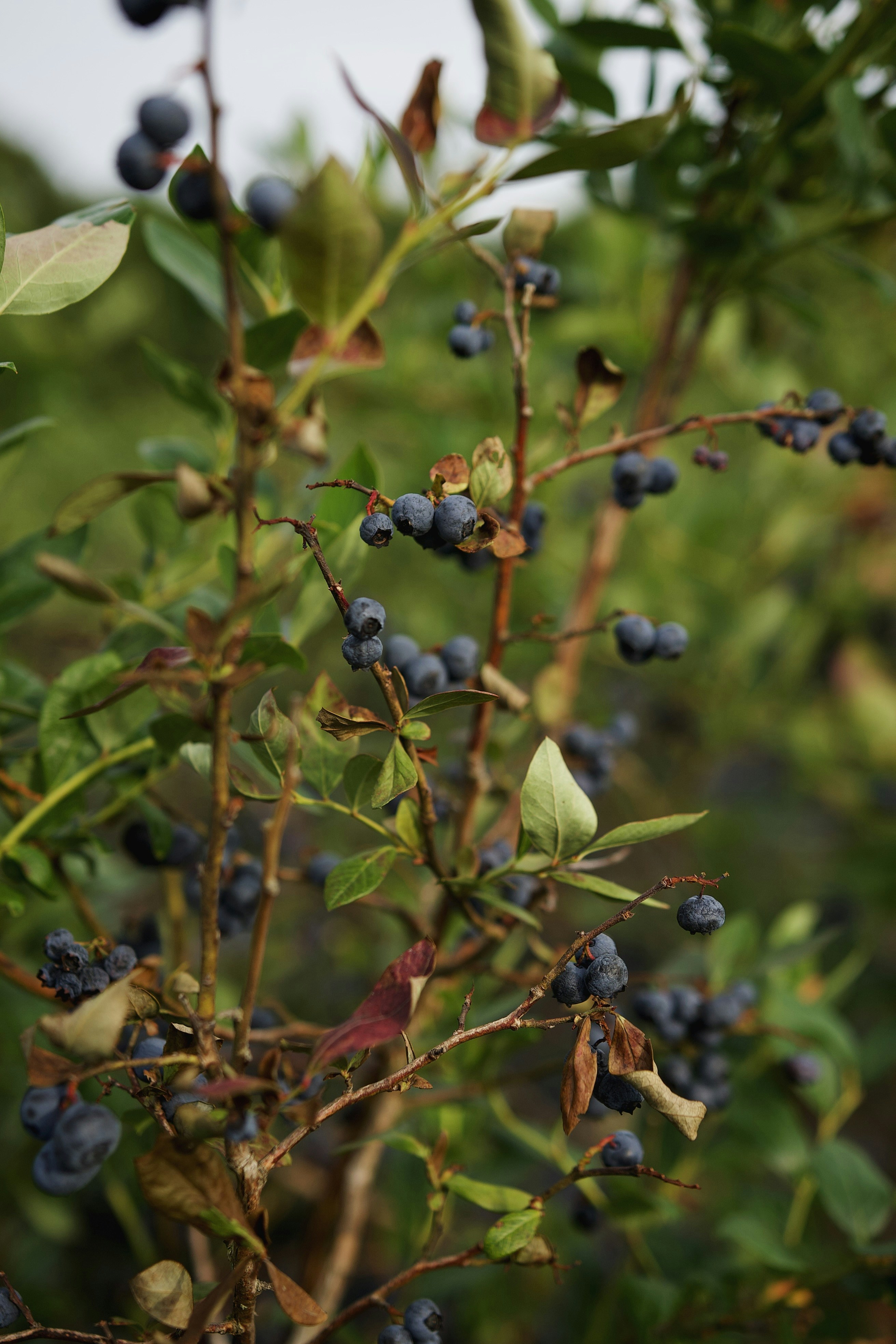 Fresh Local Blueberries for Sale
